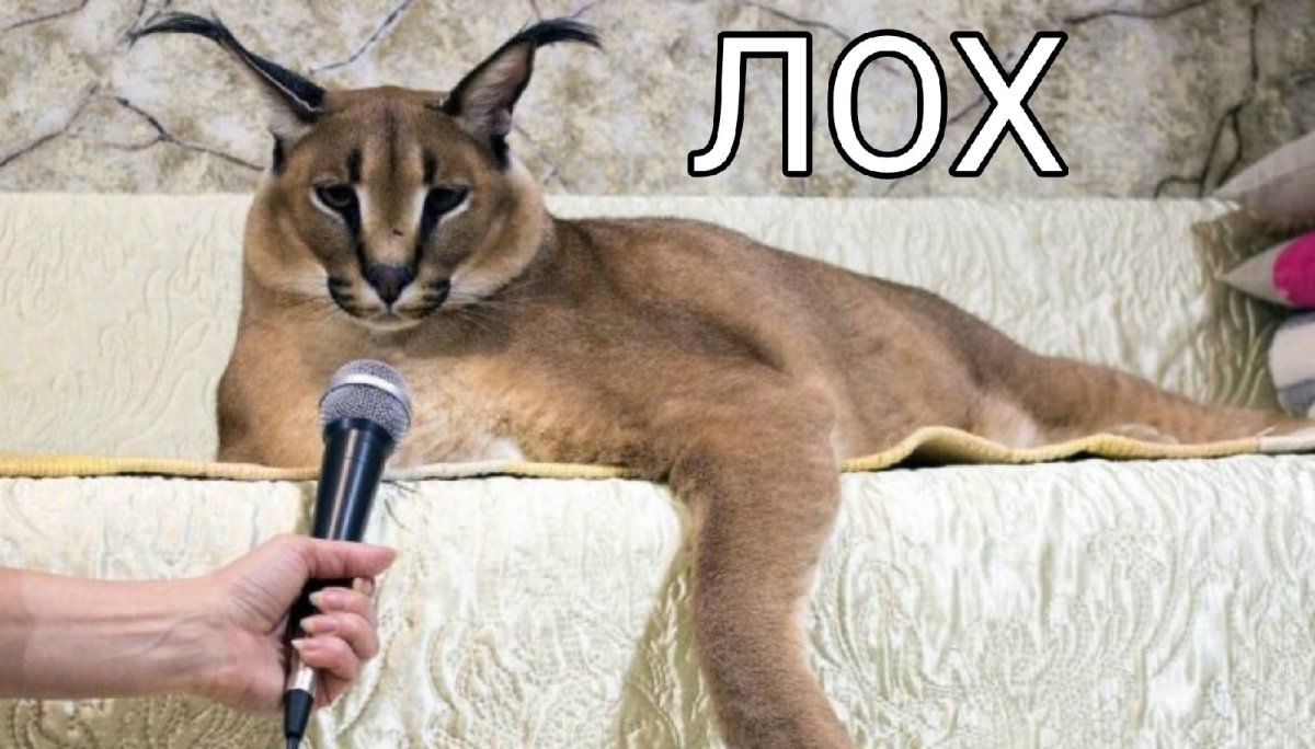 Кошка Клепа