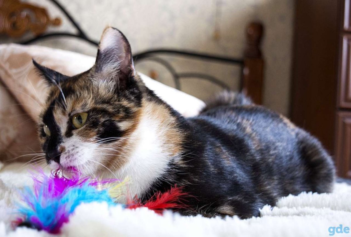 Каракал кот шлёпа