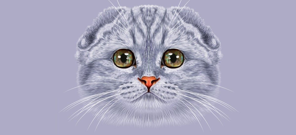 Вислоухий кот рисунок