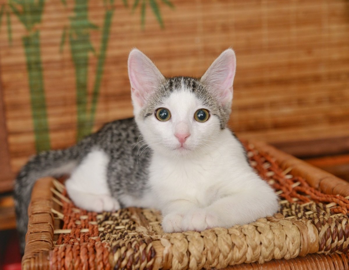 Каракал big floppy