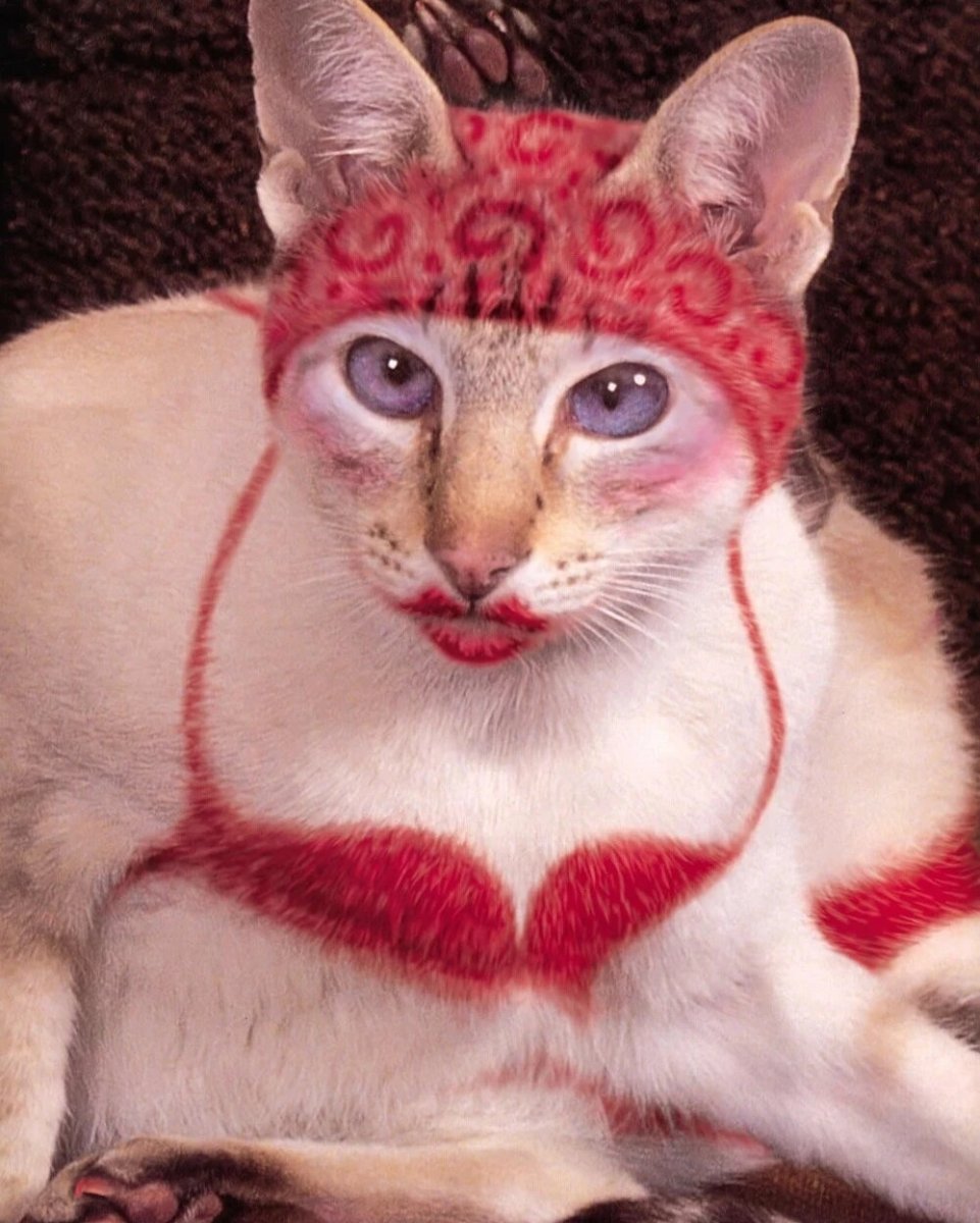 Кот селфи Мем