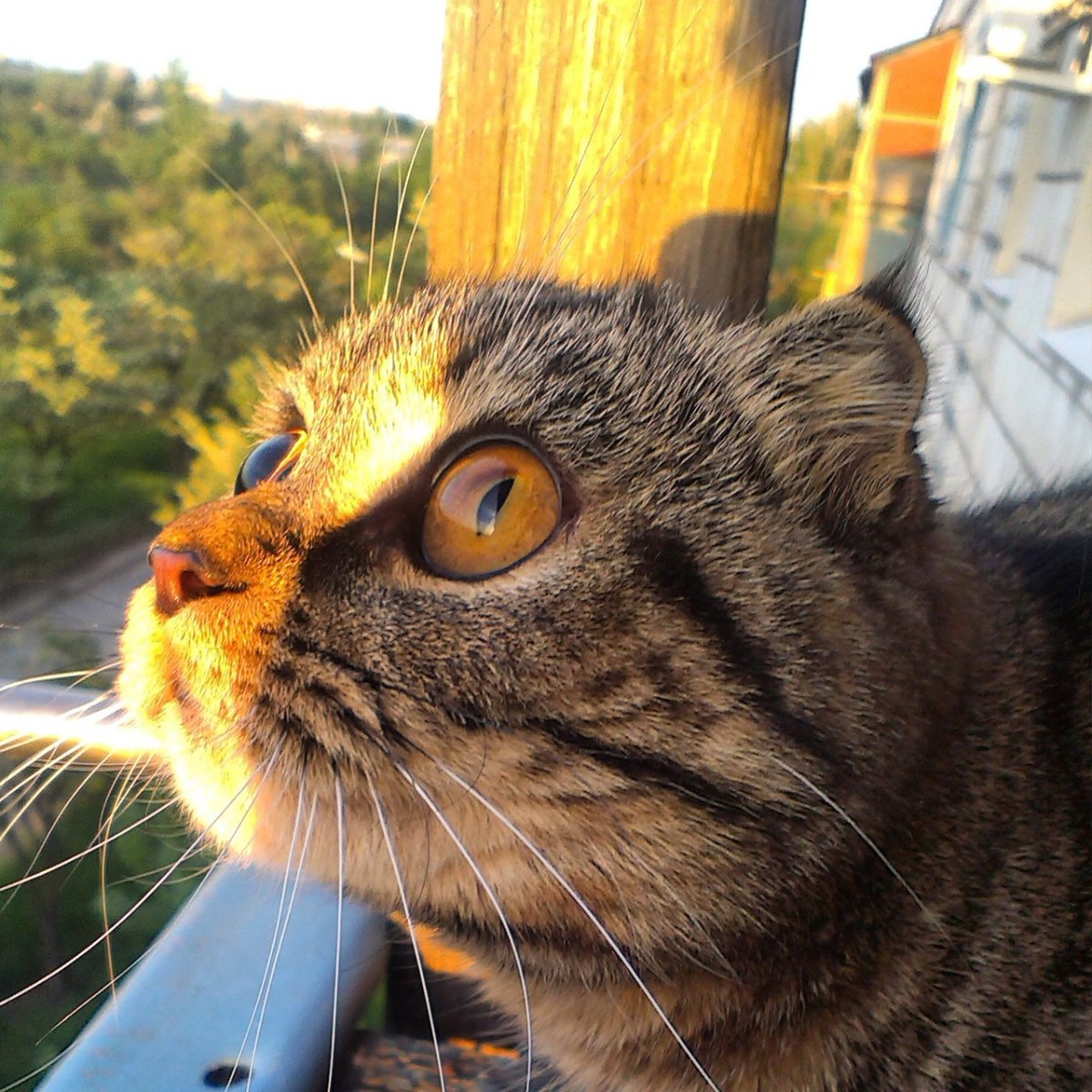 Кот верхом на собаке