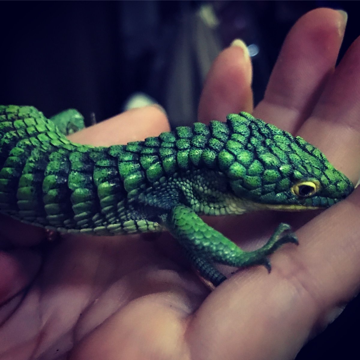 Аброния Лизард