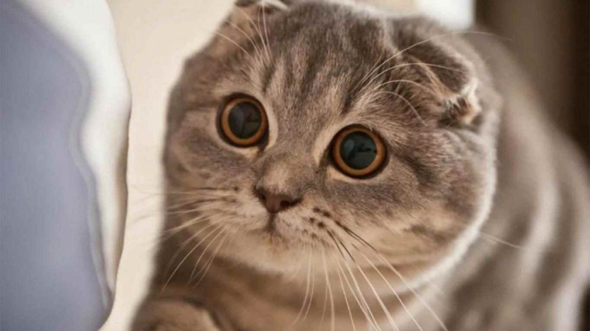 Шотландская вислоухая кошка милая