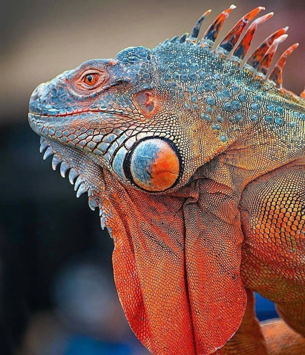 Экзотическая ящерица игуана
