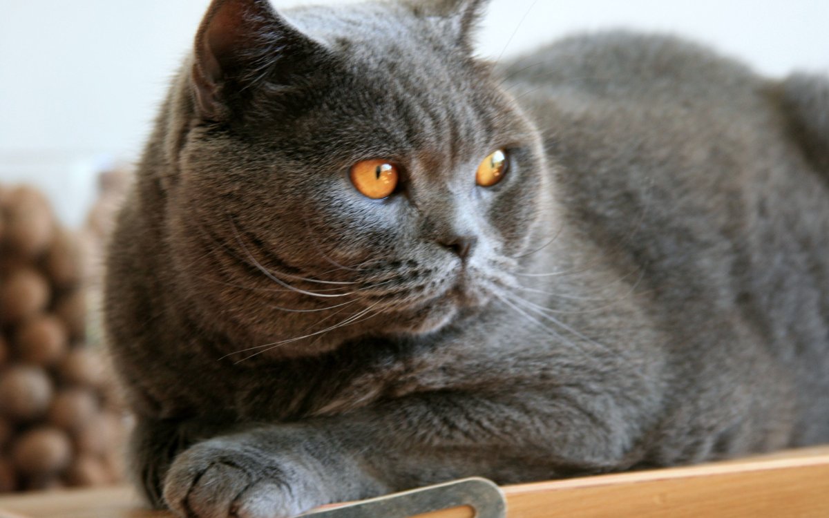 Кот британец шотландец прямоухий