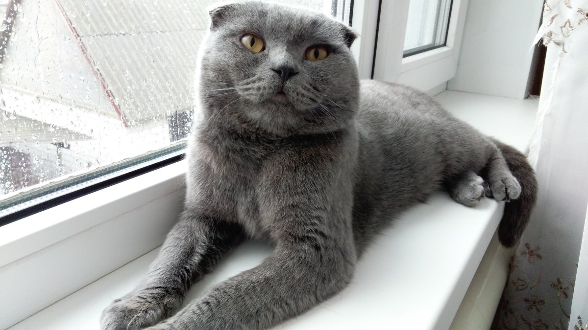 Шотландский вислоухий кот серый