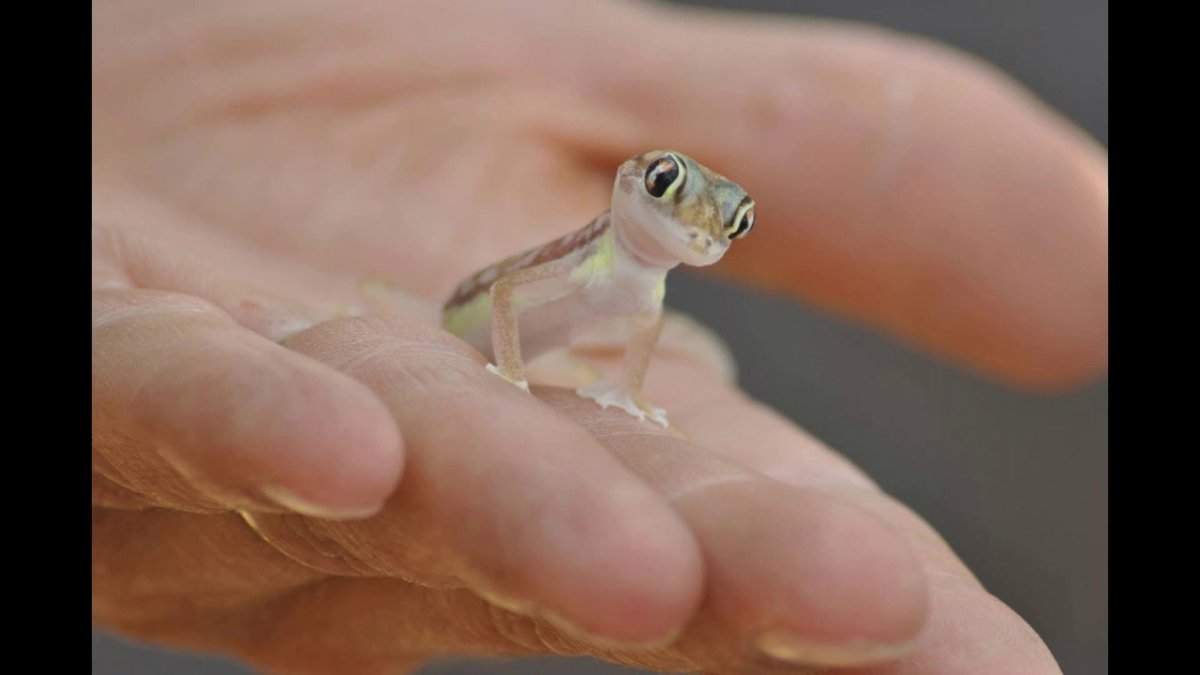 Геккон эублефар маленький