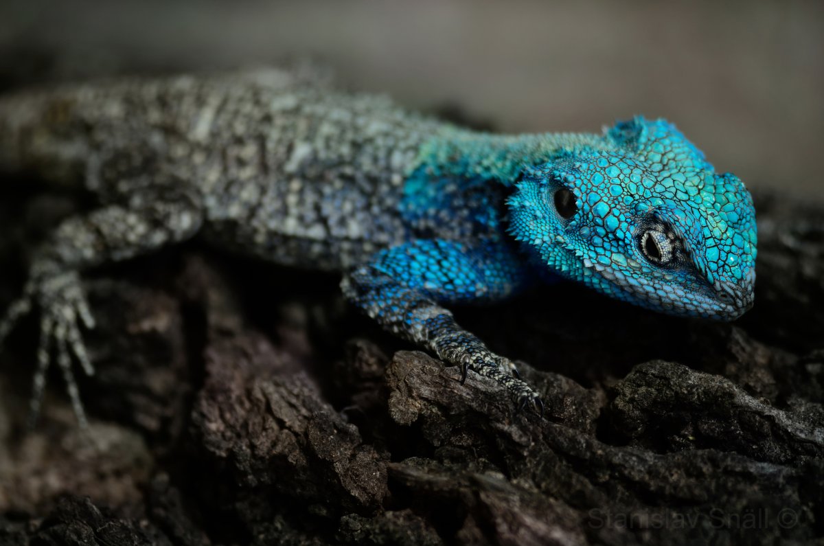 Разноцветная ящерица агама