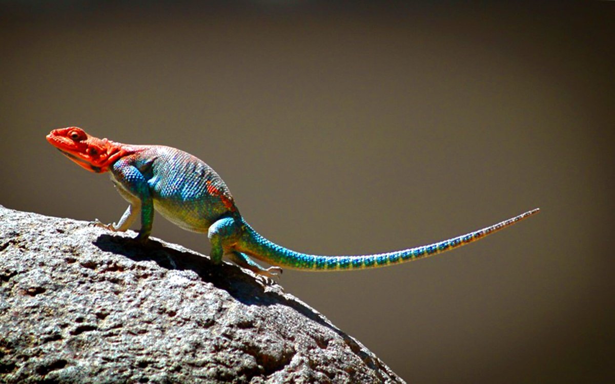 Агама Мванза