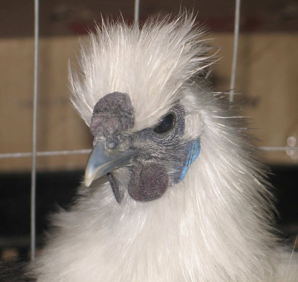 Белая хохлатая Курочка