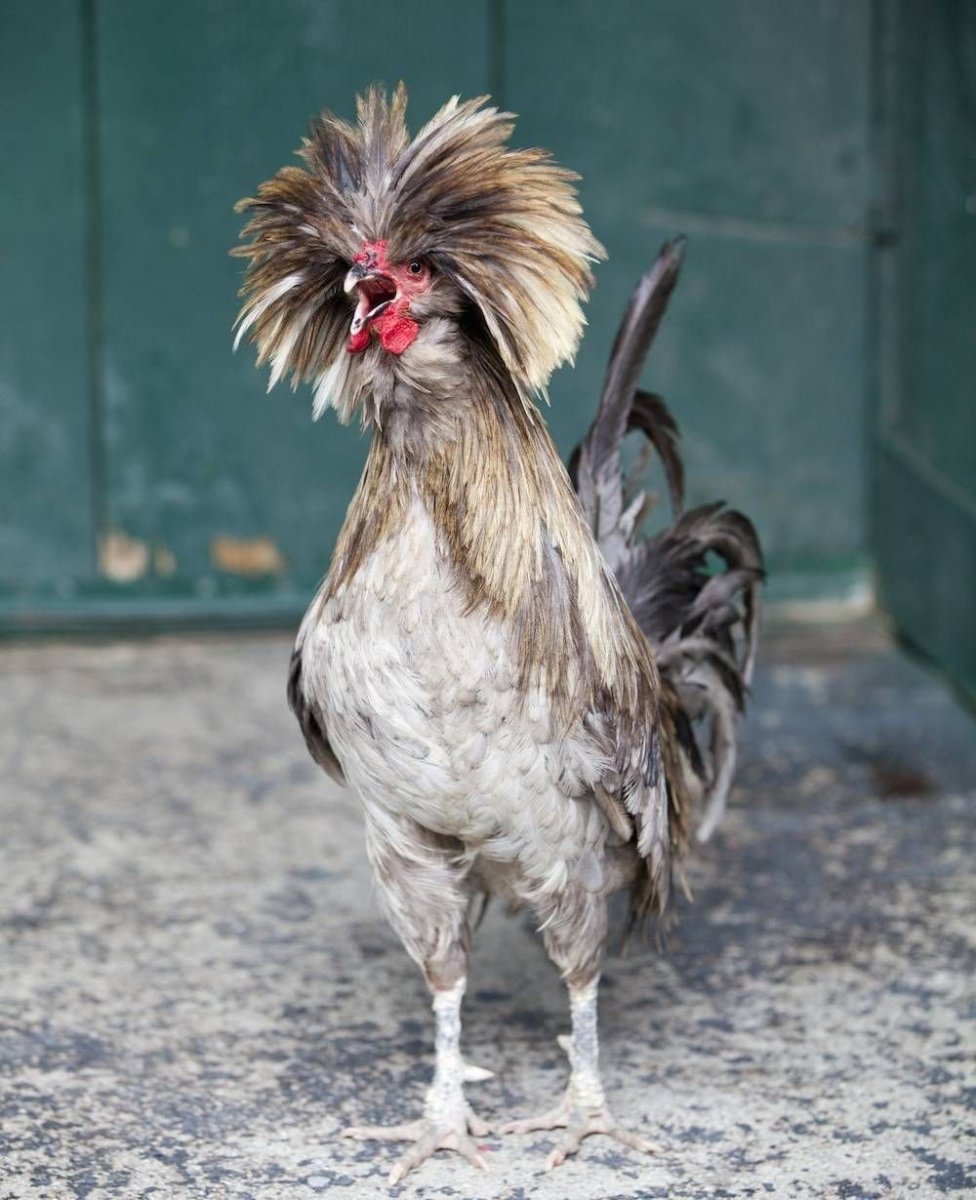 Петух Гамбургский