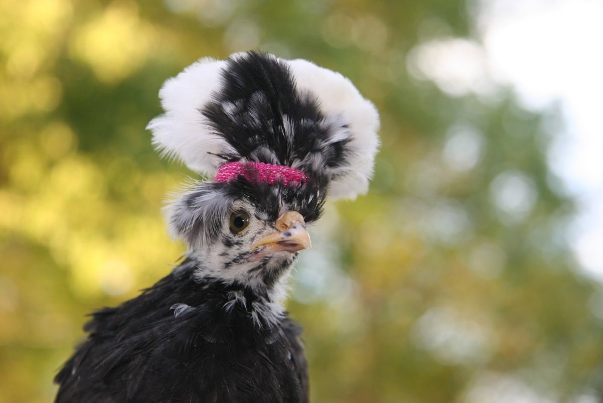 Порода кур с хохолком на голове