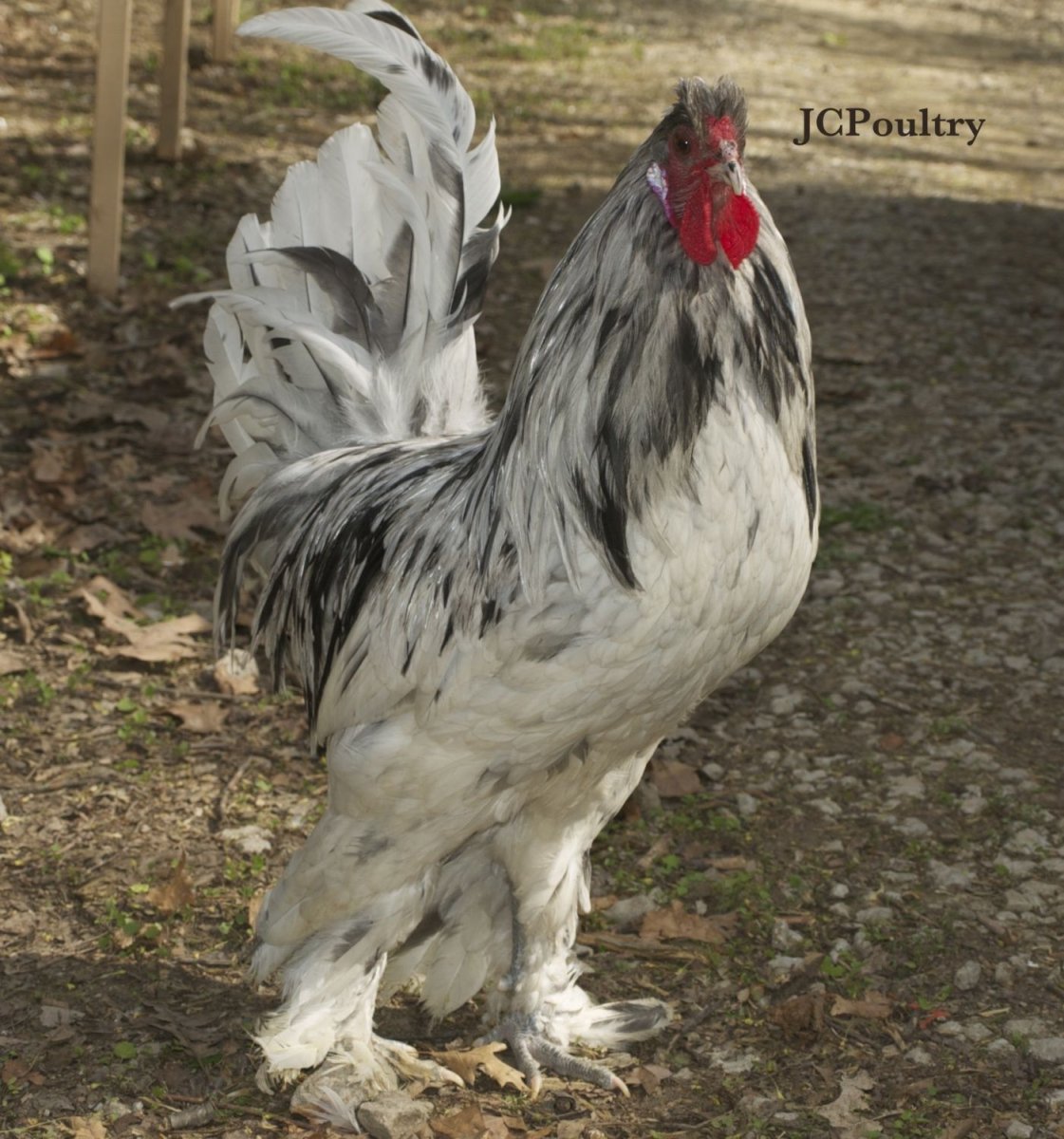 Брама хохлатая