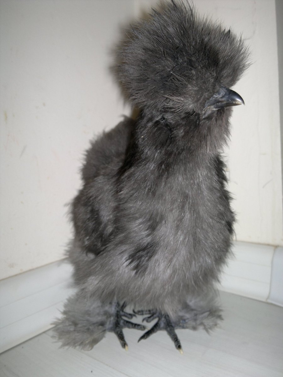 Китайская шелковая куропатчатая