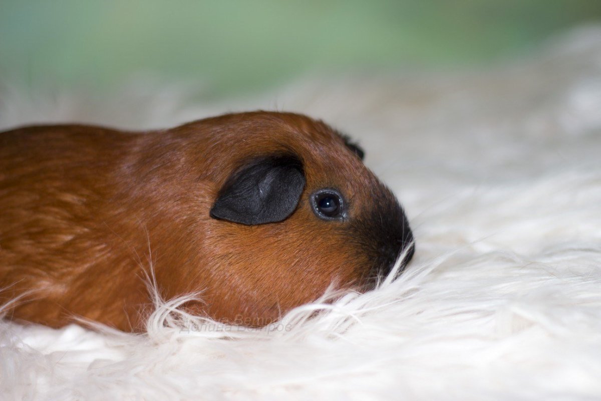 Морская Свинка сиамского окраса