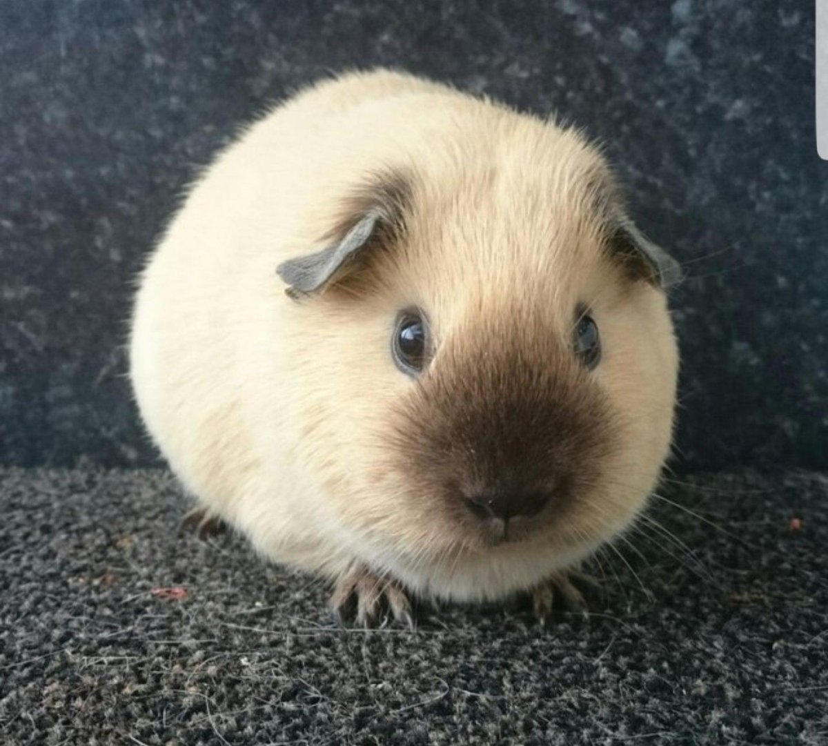 Гималайская морская Свинка