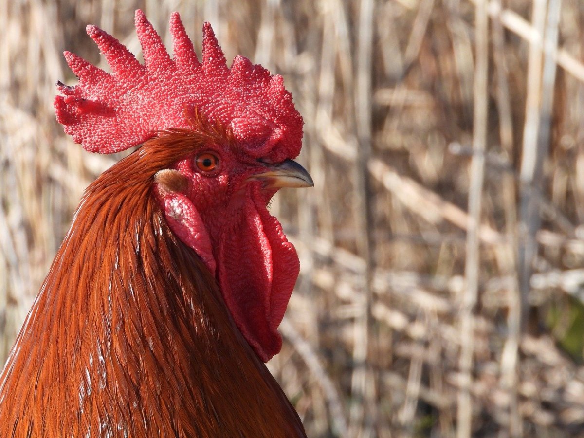 Петух Петухович