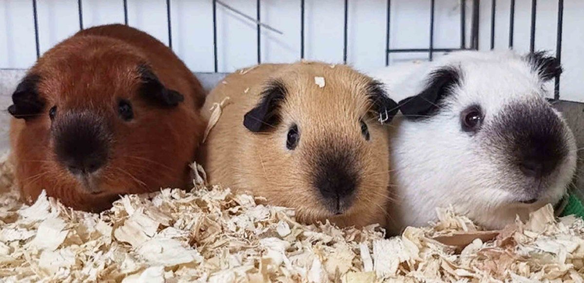 Шотландская морская Свинка