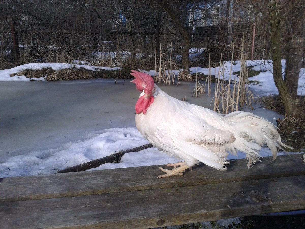 Куры Леггорн с хохолком