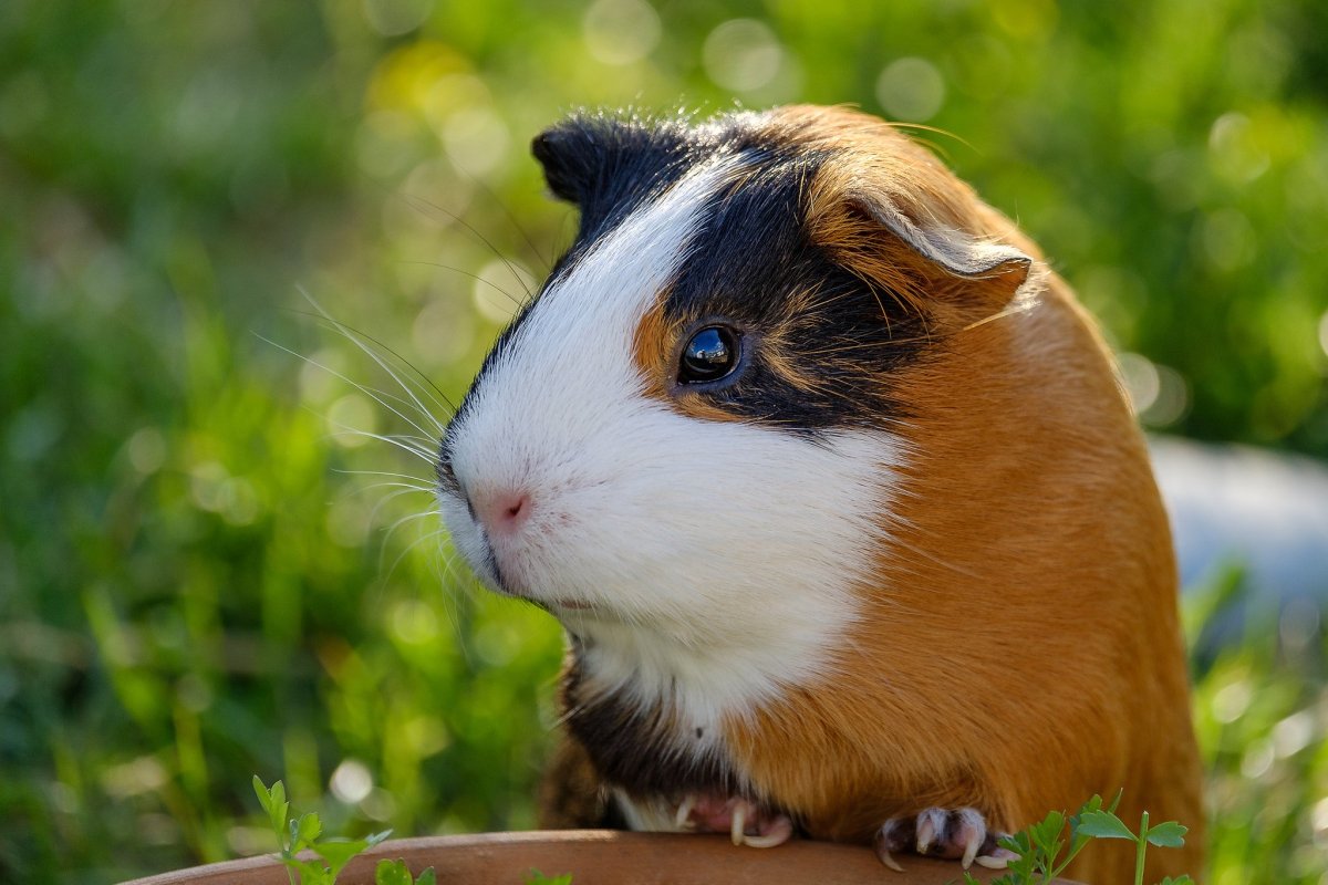 Морская Свинка на солнышке