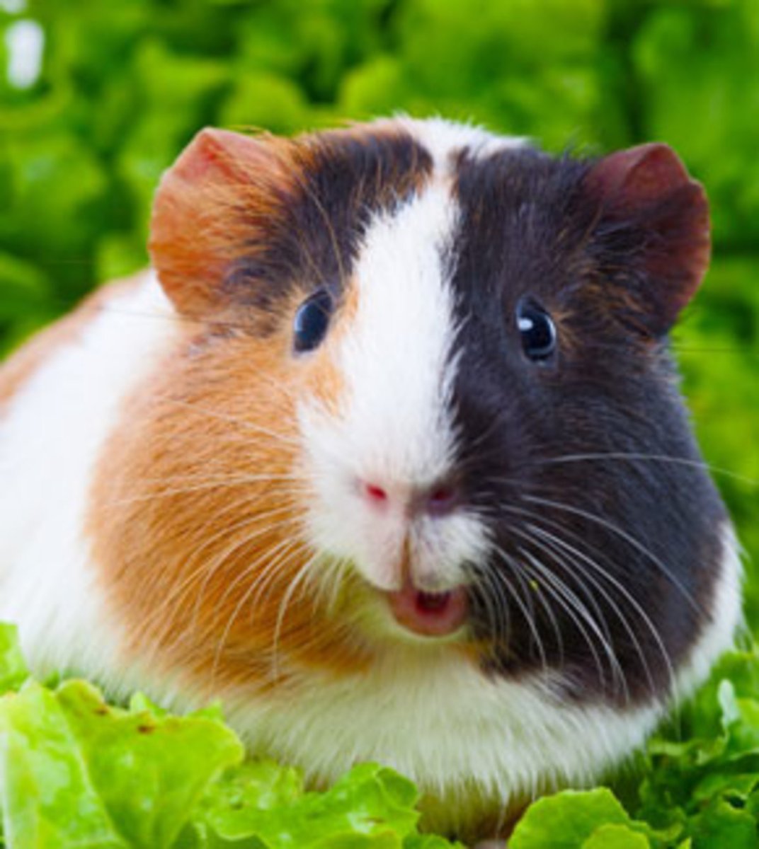 Cavia Guinea Pigs