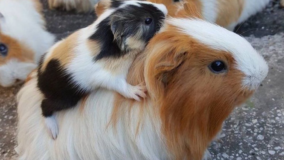 Морские свинки болдкарриер