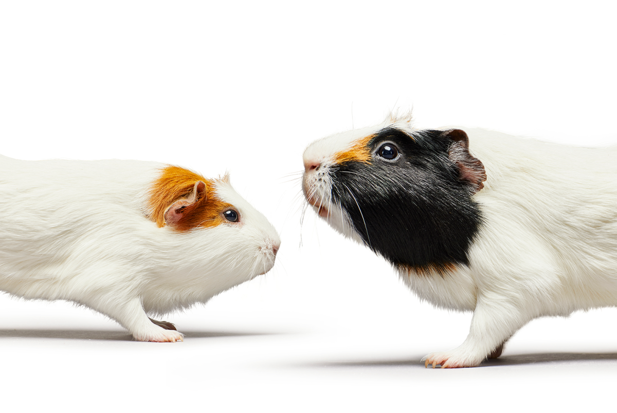 Морская Свинка гладкошерстная Калифорния