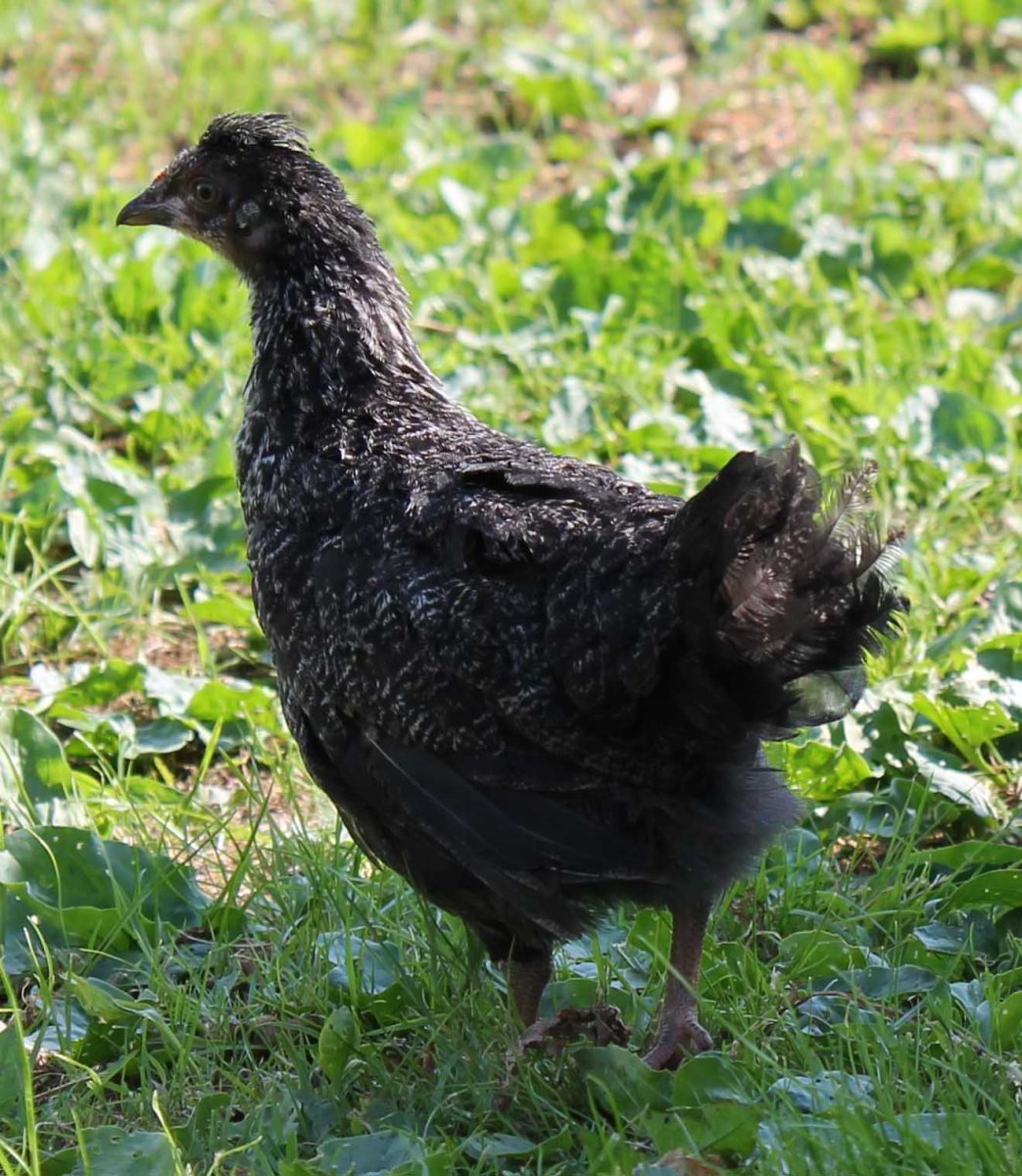 Андалузская голубая