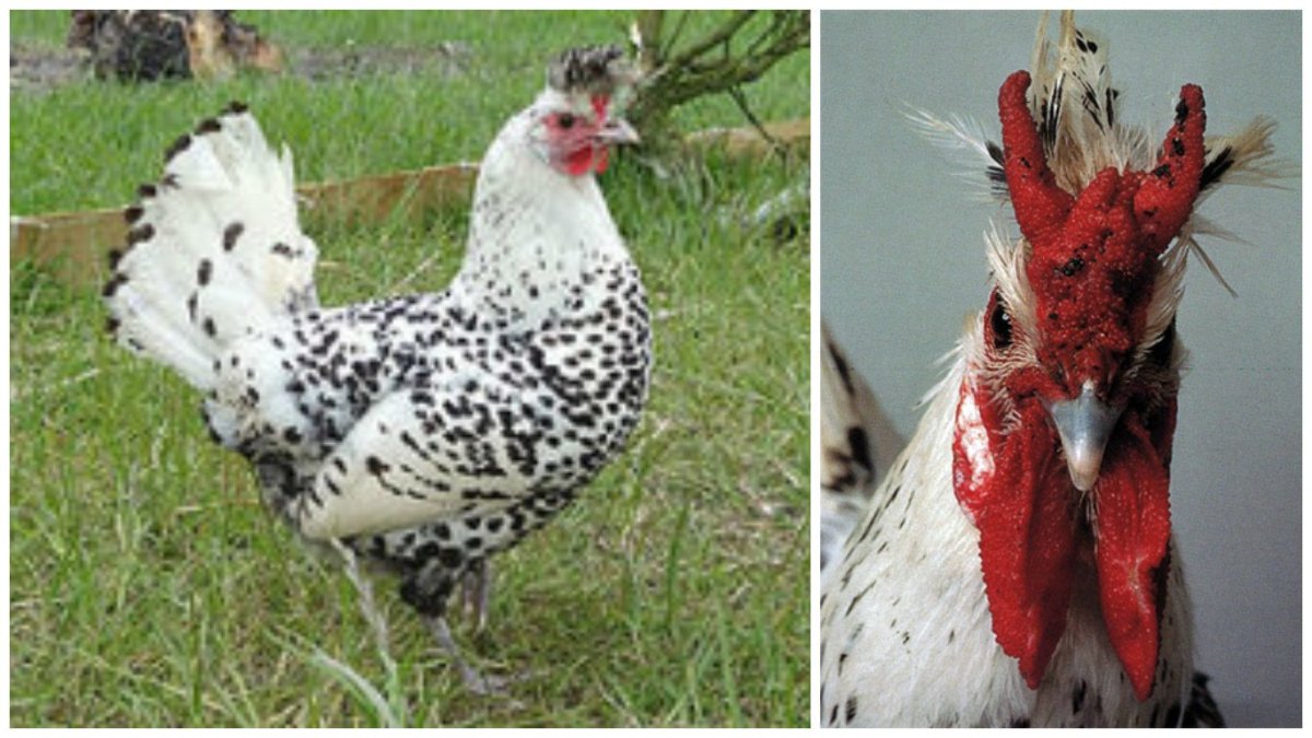 Куры Аппенцеллер шпицхаубен