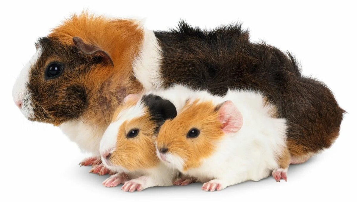 Морские свинки колор поинт