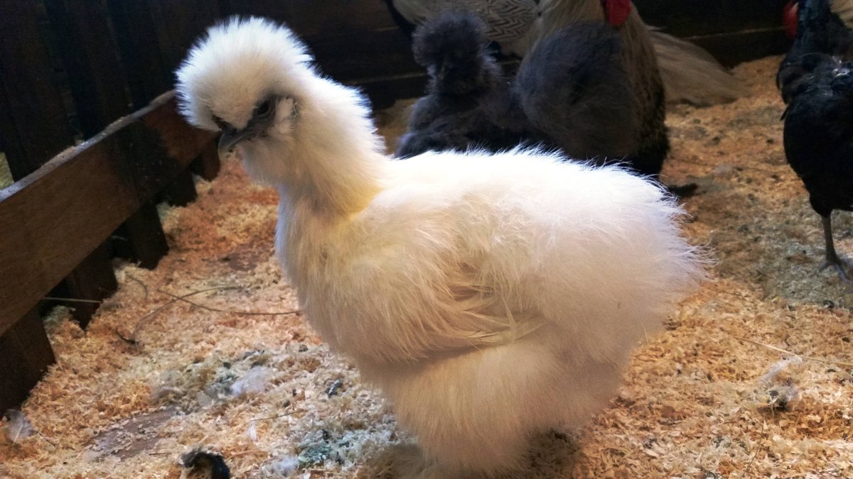 Китайская хохлатка курица