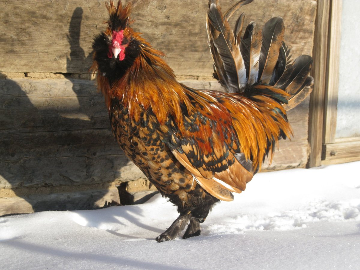 Сибирская лохмоногая порода