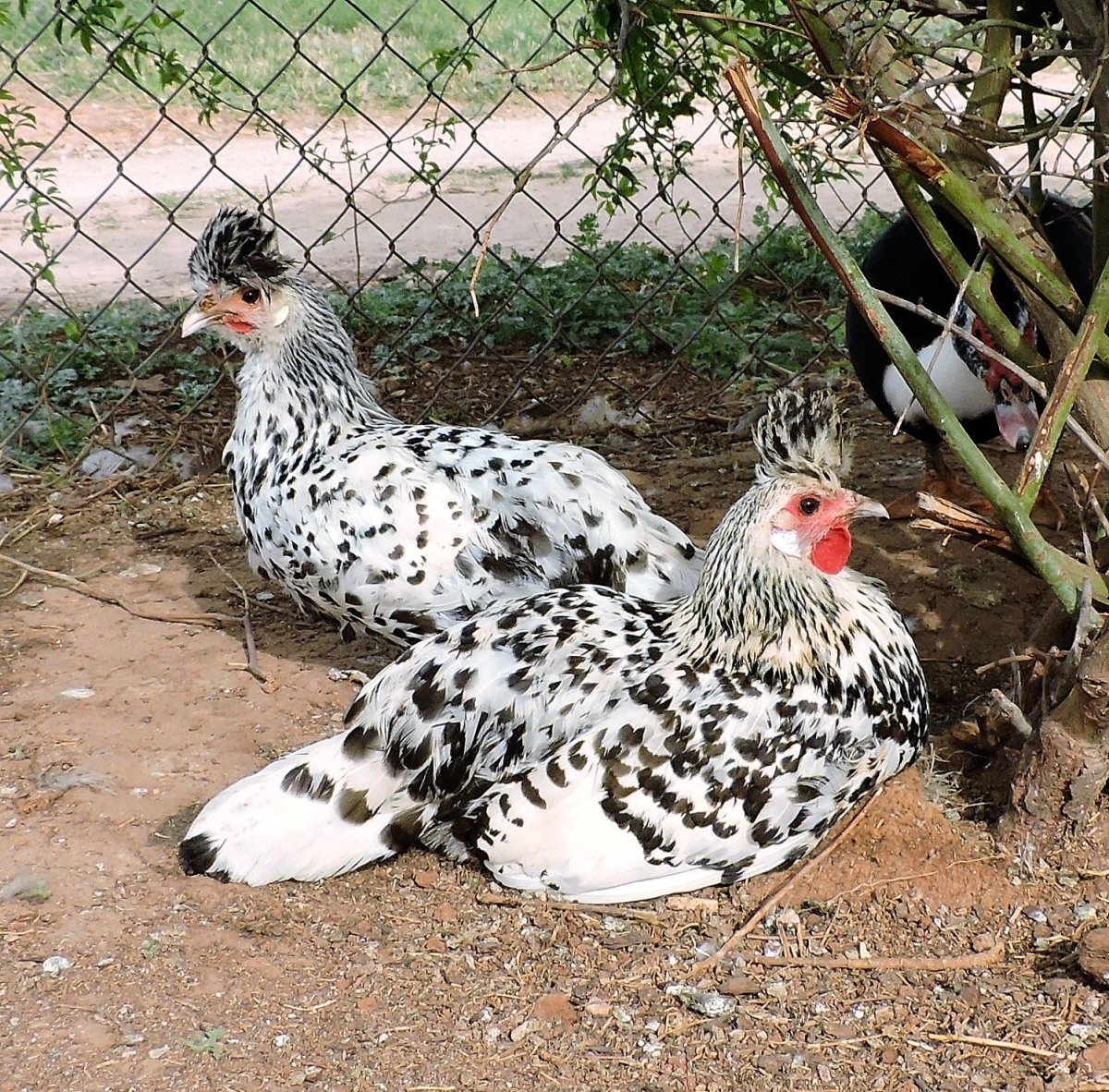 Аппенцеллер шпицхаубен