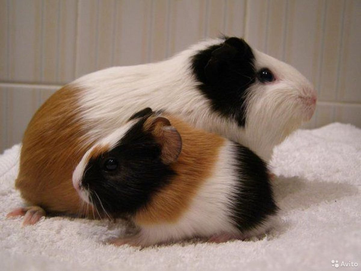 Морские свинки инфографика