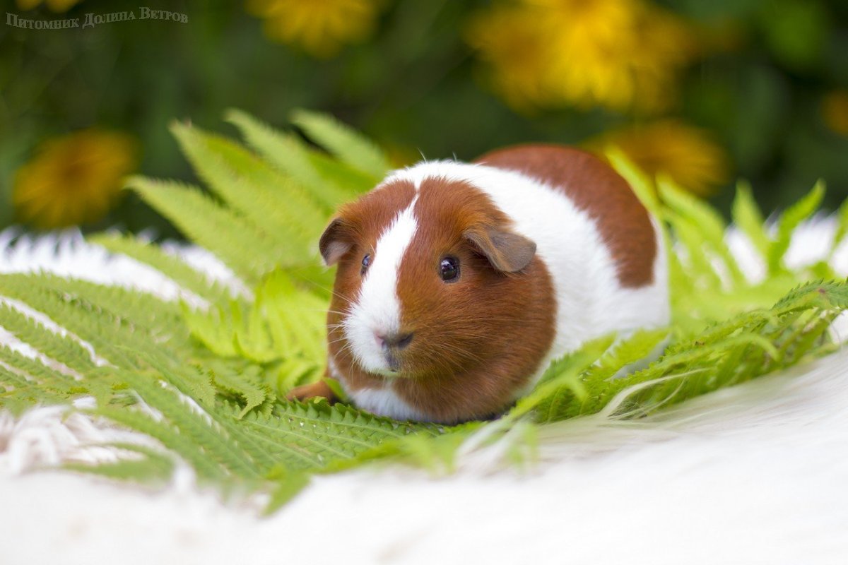 Морские свинки породы шиншилла