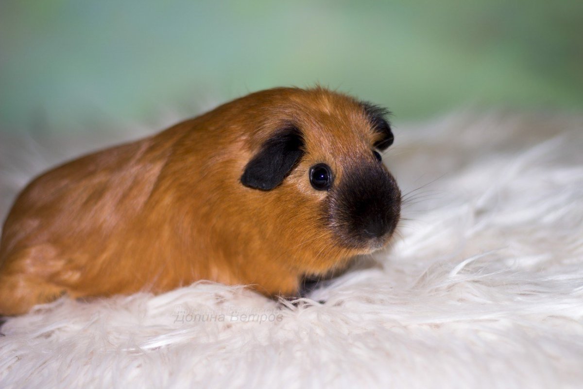 Фуззберта морская Свинка