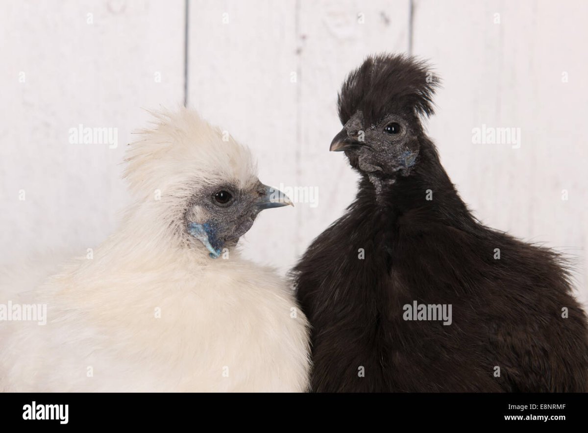 Порода кур с лохматыми ногами и лохматой головой