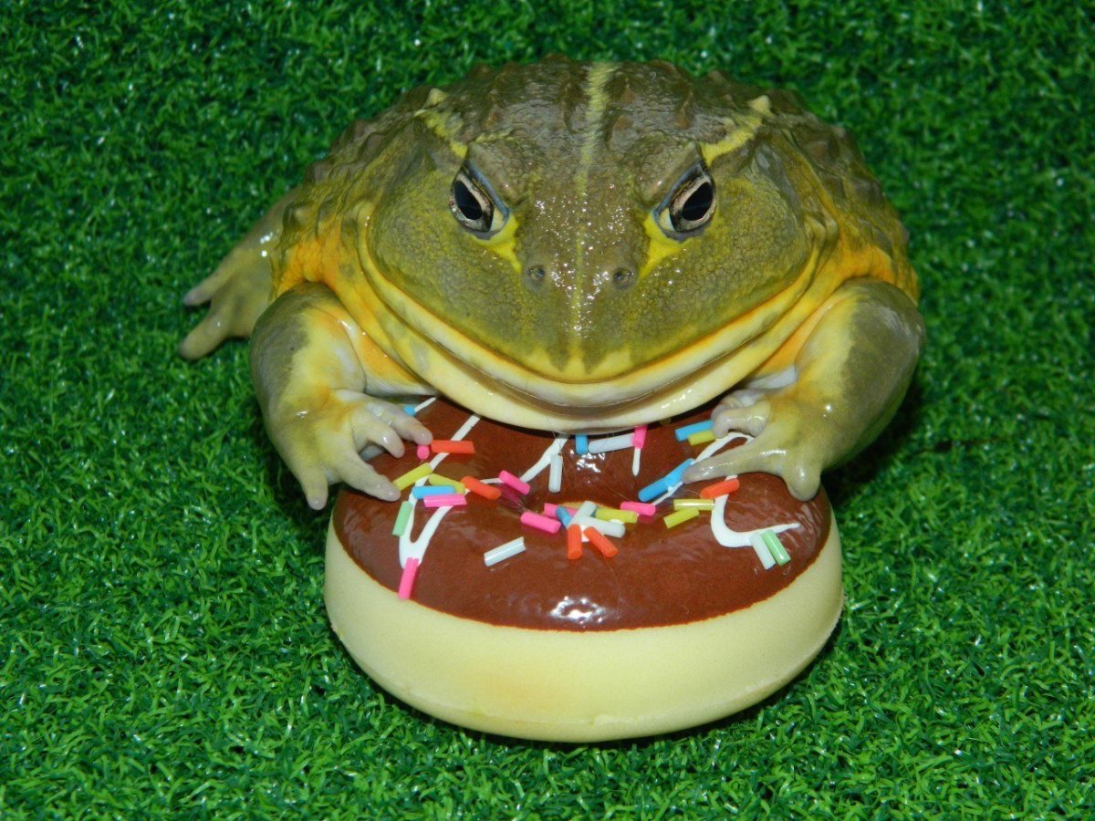 Лягушка бык водонос