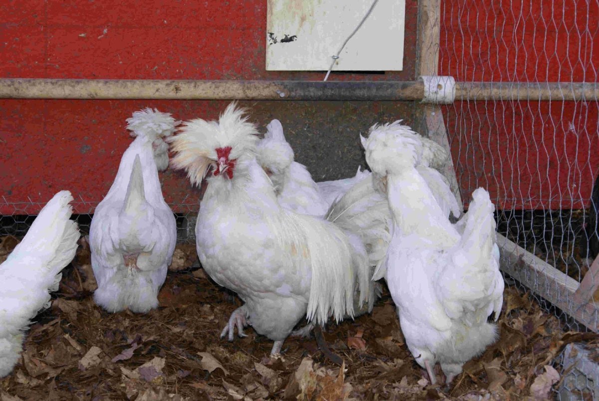 Куры Брама с хохолком