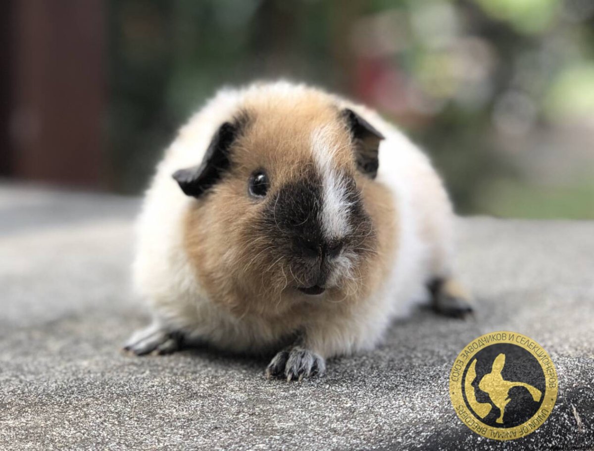 Калифорнийская морская Свинка