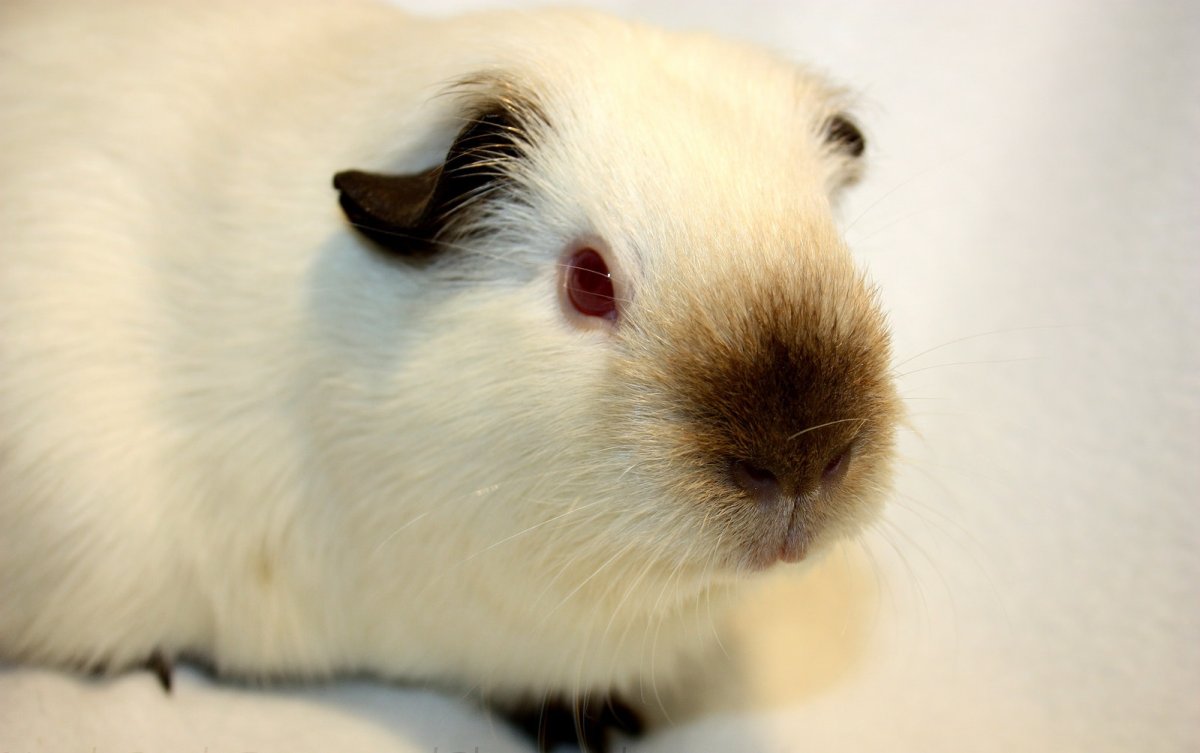 Калифорнийская морская Свинка Сиамская