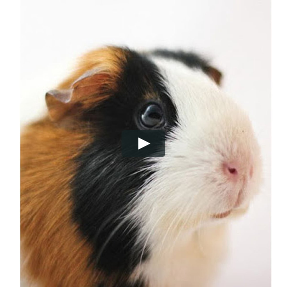 Морские свинки породы шиншилла