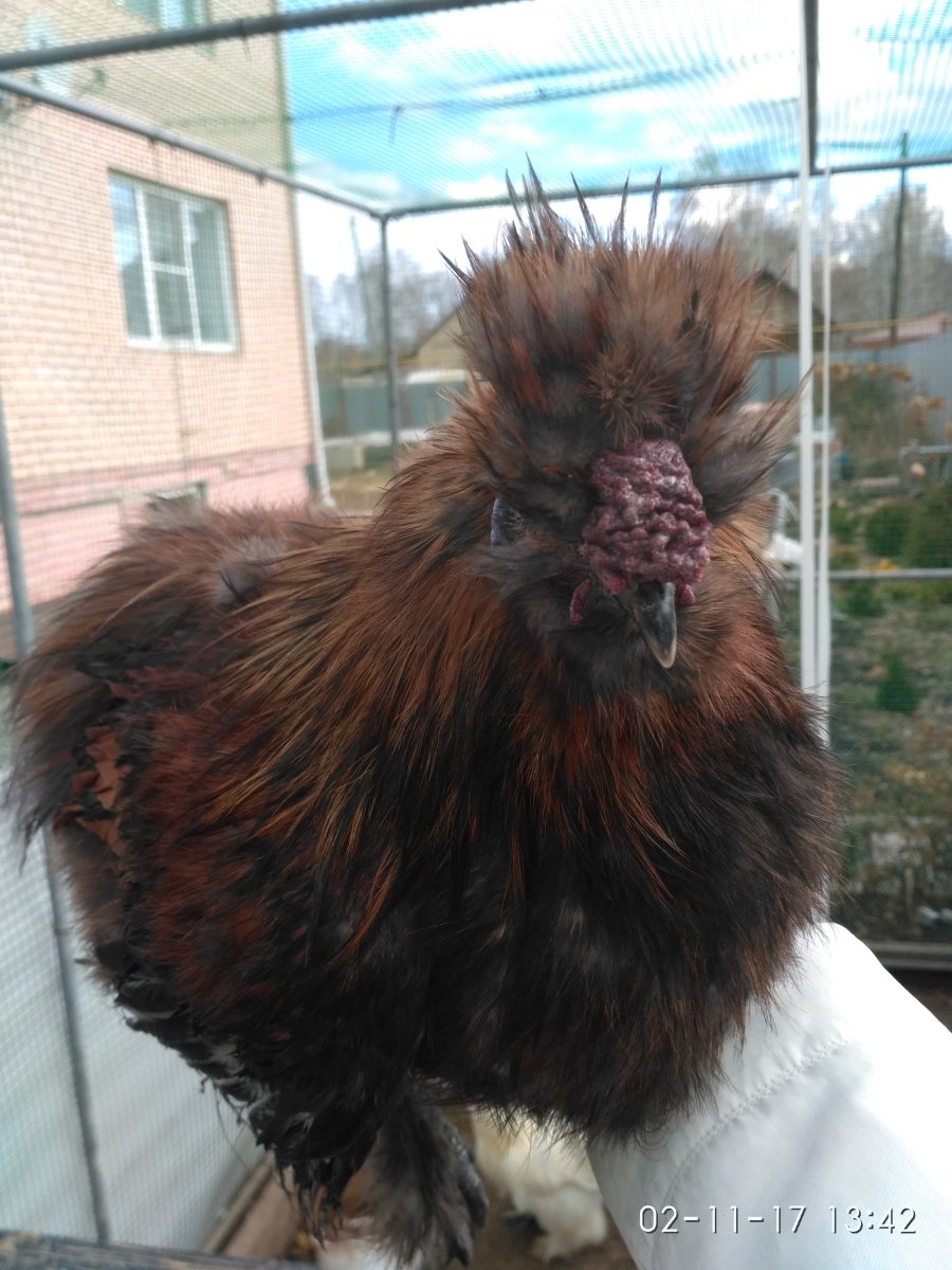 Порода петуха с розовидным гребнем