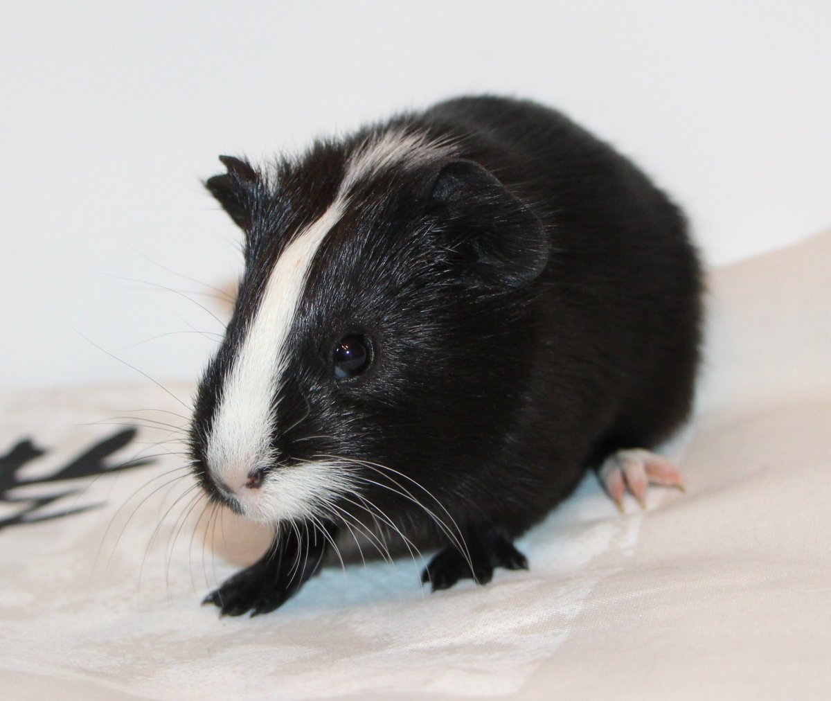 Сиамская морская свинка