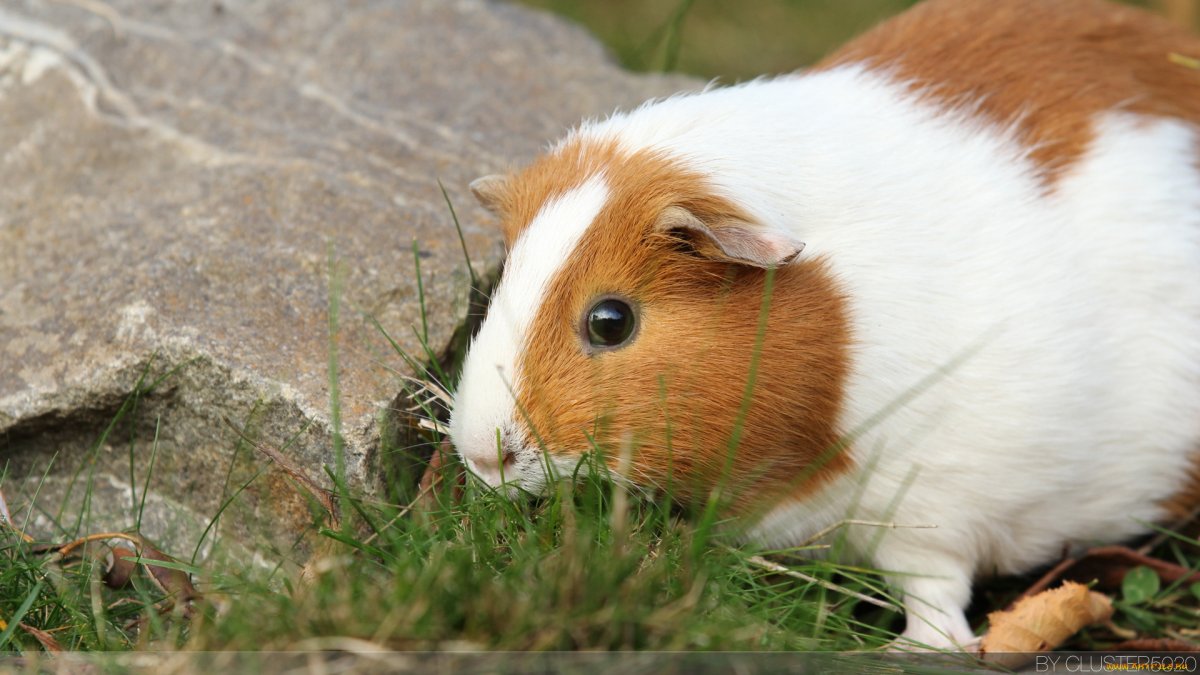 Cavia для морских свинок