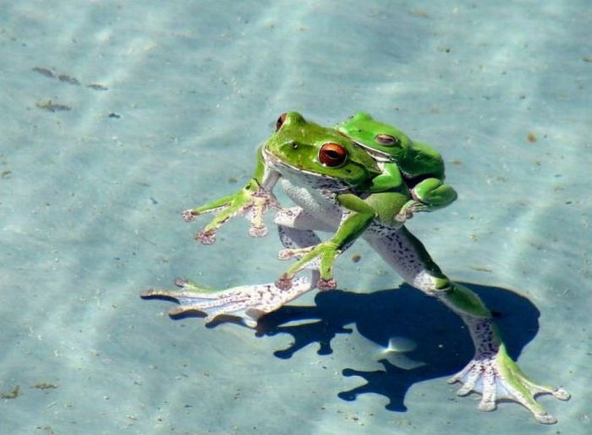 Крутая лягушка