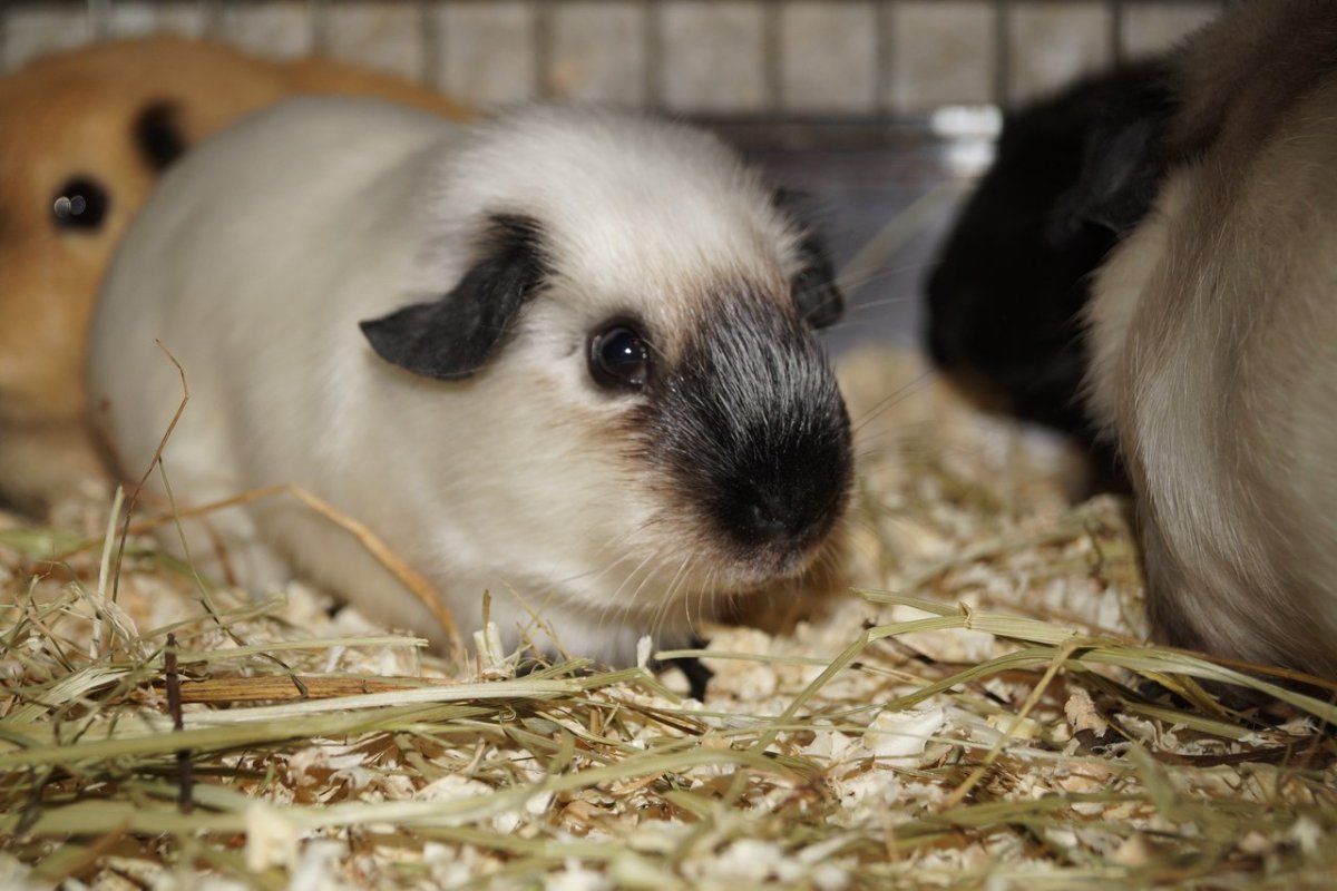 Калифорнийская морская Свинка