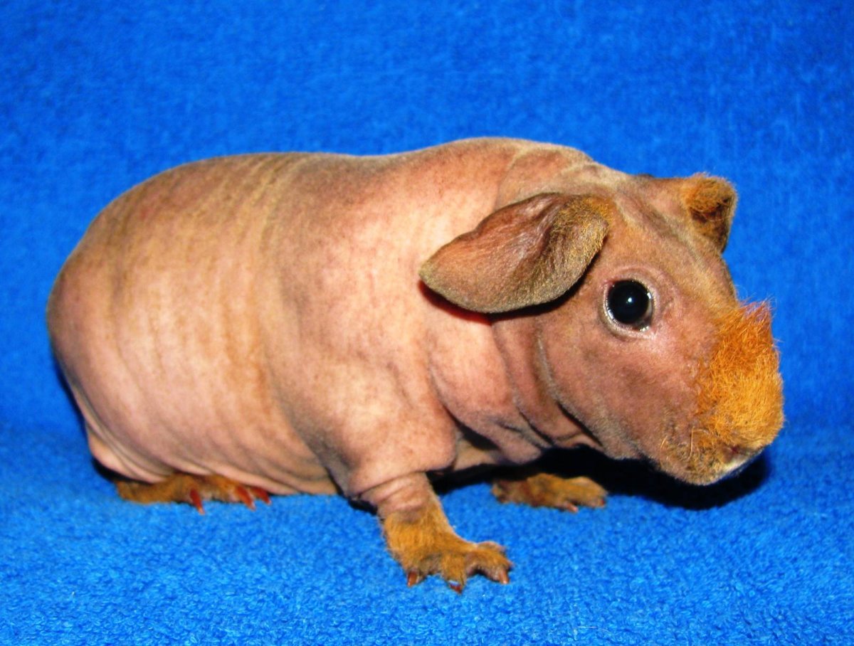 Морская Свинка риджбек