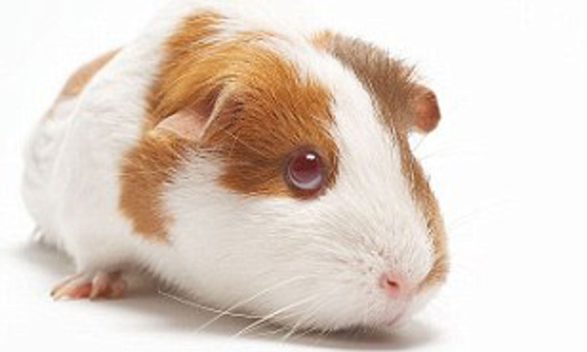 Питомник морских свинок